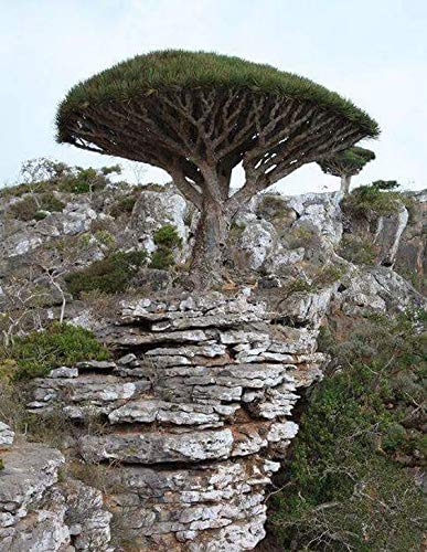 Dragon Blood Bonsai Tree Seeds to Grow - 6 Seeds - Dracaena draco Seeds for Planting - Exotic Tree Seeds - Indoor Bonsai Tree
