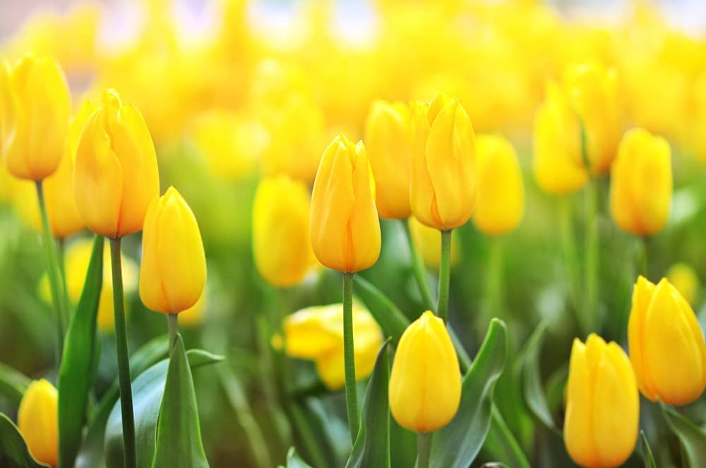 10 Yellow Tulip Bulbs for Planting - Easy to Grow - Made in USA, Ships from Iowa