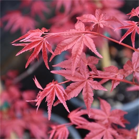 30pcs Red Japanese Maple Tree Seeds Acer Palmatum Atropurpureum