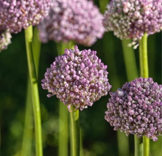 Ping Pong Allium Bulbs for Planting - Easy to Grow Miniature Allium Flowers, Great for Garden or Container