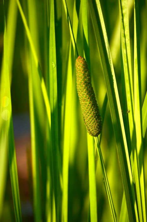 Sweet Flag Native Seeds for Planting (50 Seeds) - Acorus americanus