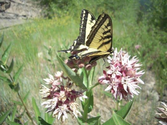 Showy Milkweed Seeds for Planting (50 Seeds) - Asclepias speciosa
