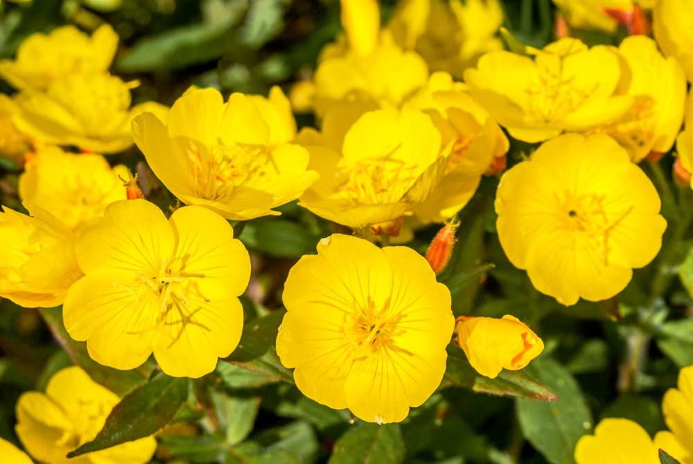 500 Evening Primrose Seeds for Planting -