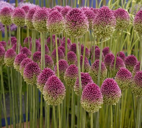 100 Drumstick Allium Bulbs for Planting - Perennial Garden or Container Flowers