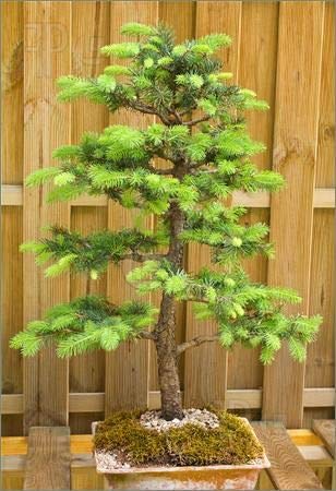 Noble Fir Seeds for Planting| 20+ Seeds | Grow Evergreen Trees