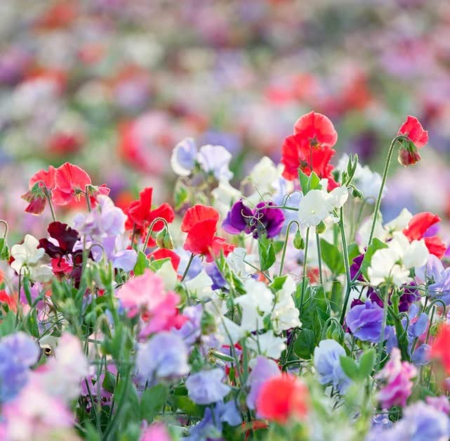 Sweet Peas Seeds, Knee High Mix - 100 Seeds (Lathyrus odoratus)