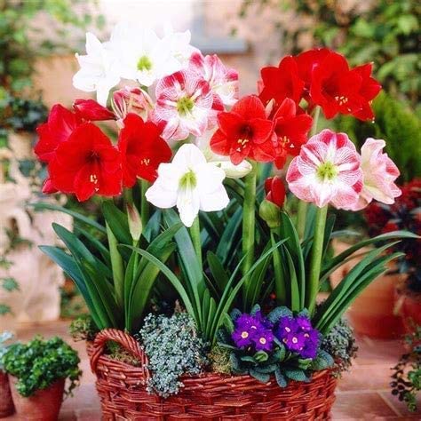 Amaryllis Garden Bulbs for Planting - Top Size Bulbs - Grow Amazing Mixed Color Amaryllis Flowers