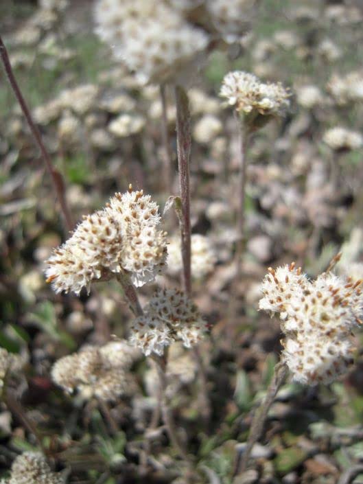 Prairie Pussytoes Seeds for Planting (100 Seeds) - Antennaria neglecta