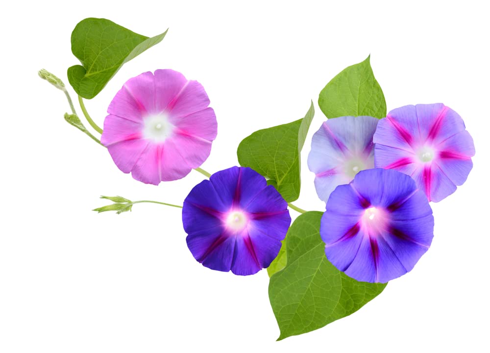 Morning Glory Climbing Vine Seeds for Planting - Climbing Vine with Beautiful Mixed Color Flowers
