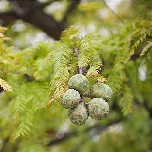 Bald Cypress Seeds for Planting | 10 Seeds | Exotic Tree Seeds to Grow, Great for Landscaping and Hedge Rows