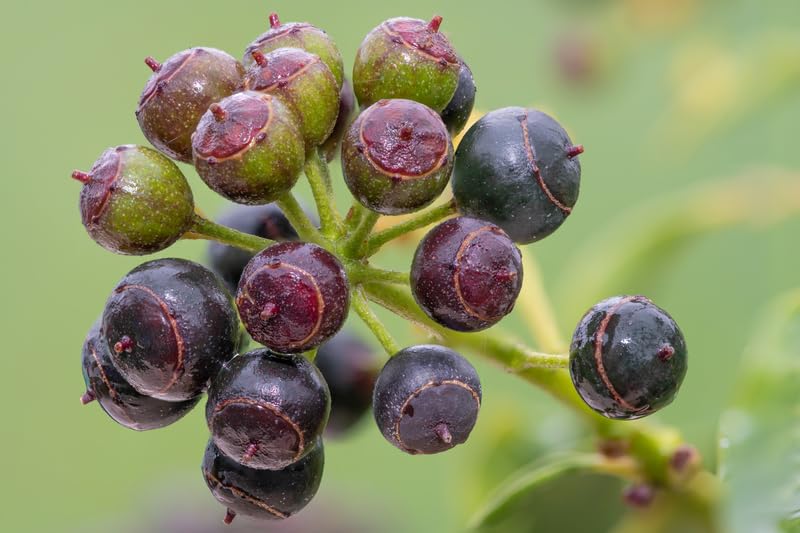 30 English Ivy Seeds for Planting - Easy to Grow Ivy Vine - Hedera Helix