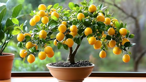 30 Lemon Bonsai Tree Seeds for Planting - Citrus Tree