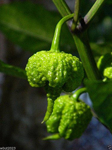 Carolina Reaper - (10 Organic Seeds) the World's Hottest Chilli