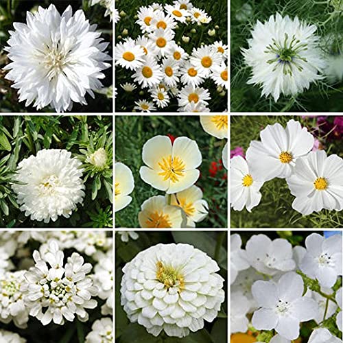 White Wedding Wildflower Mix - 200+ Seeds - Stunning All White Blend of Wildflowers