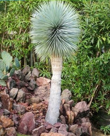 5 Beaked Yucca Tree Seeds for Planting - Yucca rostrata (5 Seeds per Pack)