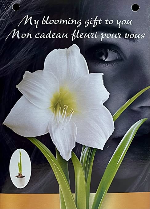 Amaryllis Grow Kit - Pre Potted Amaryllis Bulb in Gift Box - Live Plant Christmas Present