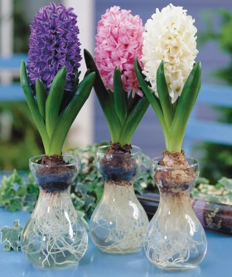Hyacinth Bulb and Forcing Vase - Ready to Grow Indoor Hyacinth - Mixed Color Hyacinth, Just Add Water - Made in USA