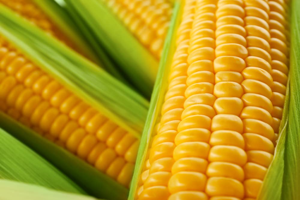 100+ Incredible Corn Seeds - Grow Tasty Sweet Corn - Big Yielder