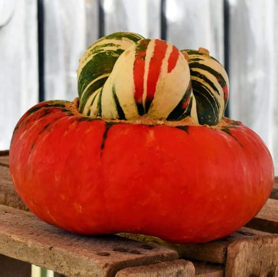 Turks Turban Seeds for Planting - 10 Seeds - Colorful and Exotic Gourds