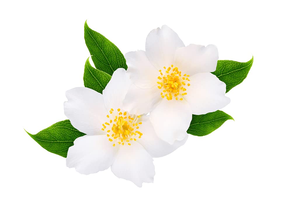 25+ White Jasmine Tree Seeds - Vibrant White Flowers, Easy to Grow