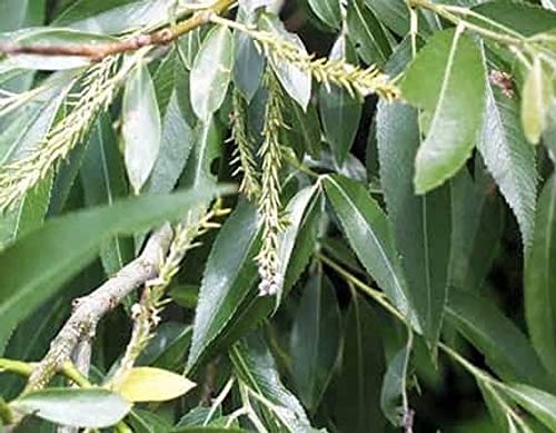 Black Willow Bonsai Tree - Thick Trunk Root Stock - Live Indoor or Outdoor Bonsai Tree Cutting - Get a Mature Looking Bonsai Fast - Much Better Than Tree Seeds