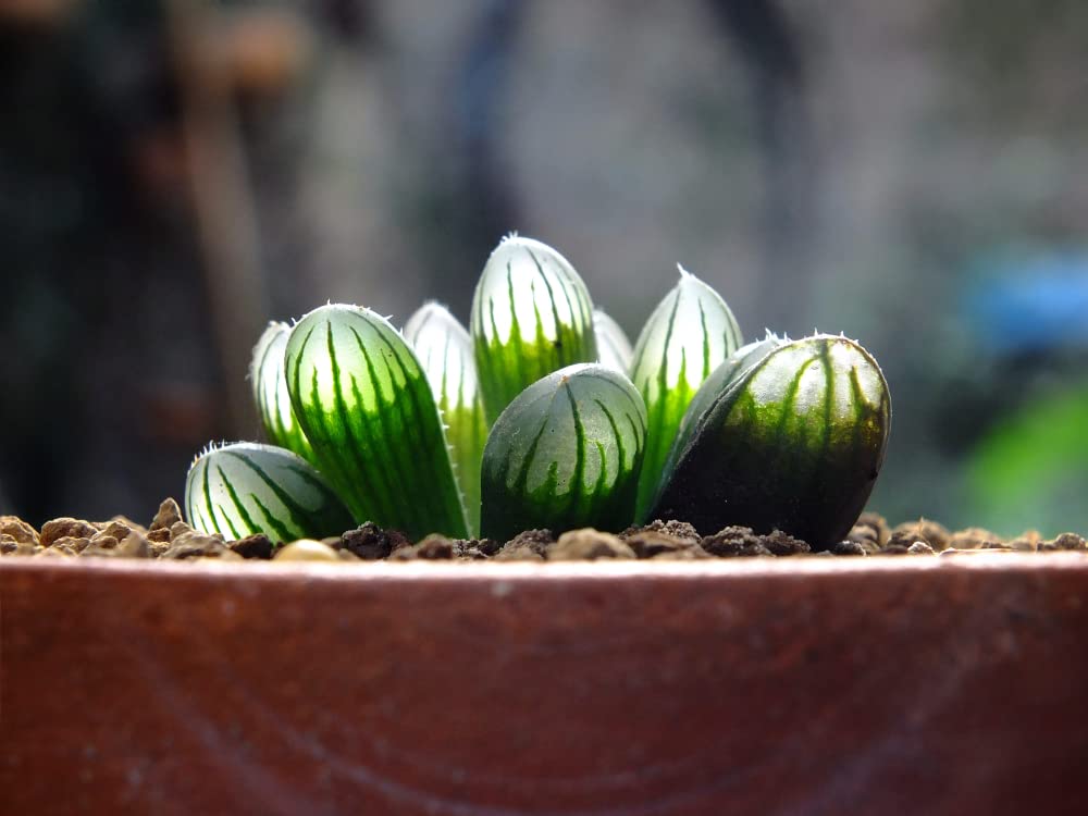 Haworthia Hybrids Succulents Mix (30+ Seeds) - All The Favorites! - Ships from Iowa, USA - Grow Exotic Cacti Succulents