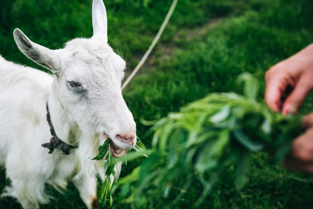 CZ Grain 20 Forage Willow Trees - Fast Growing Forage and Shade Provider - Horses, Goats and Cows Love It
