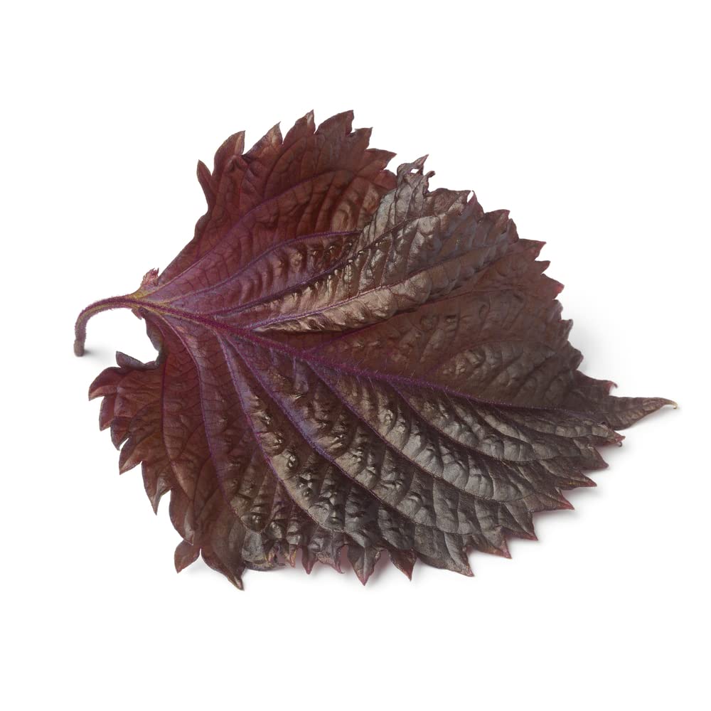 200 Perilla Seeds for Planting - Shiso Seeds for Planting.Heirloom Non GMO Seeds for Sprouting,?? Vegetable Seeds and Aerogarden Seeds for Aerogarden Pods