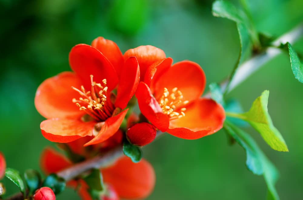 Chinese Quince Bonsai Tree Seeds for Planting (20 Seeds) - Chaenomeles sinensis - Prized as Bonsai