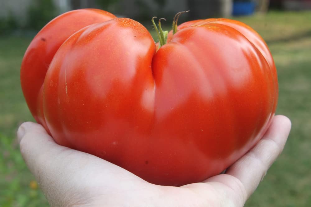 Steakhouse Tomato Seeds for Planting (25 Seeds) Non-GMO Large Beefsteak Garden Produces Giant 3 LB Fresh Tomatoes | Vegetable Seeds for Planting