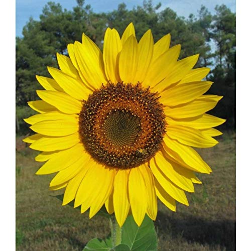 Yellow Giant Sunflower Seeds to Plant - 20 Seeds of This Giant Sunflower - Huge 2 ft Wide Flowers - A Real Giant