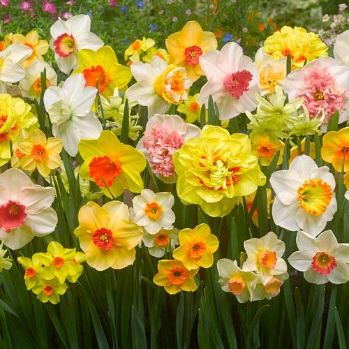 Daffodil Mix Bulbs for Planting - Easy to Grow Perennial Flowers for Garden or Containers