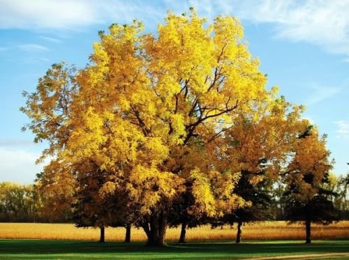 Black Walnut, Juglans Nigra, (Northern Source), Tree 3 Seeds