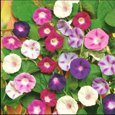 200 pcs Morning Glory Seeds for Planting Non-GMO Flower Seeds for Home Garden Decor Easy to Grow