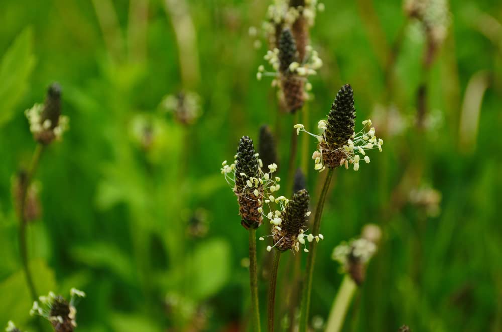 Narrowleaf Plantain Seeds for Planting (50 Seeds) - Ribwort Plantain Plantago lanceolata- Ships from Iowa, USA