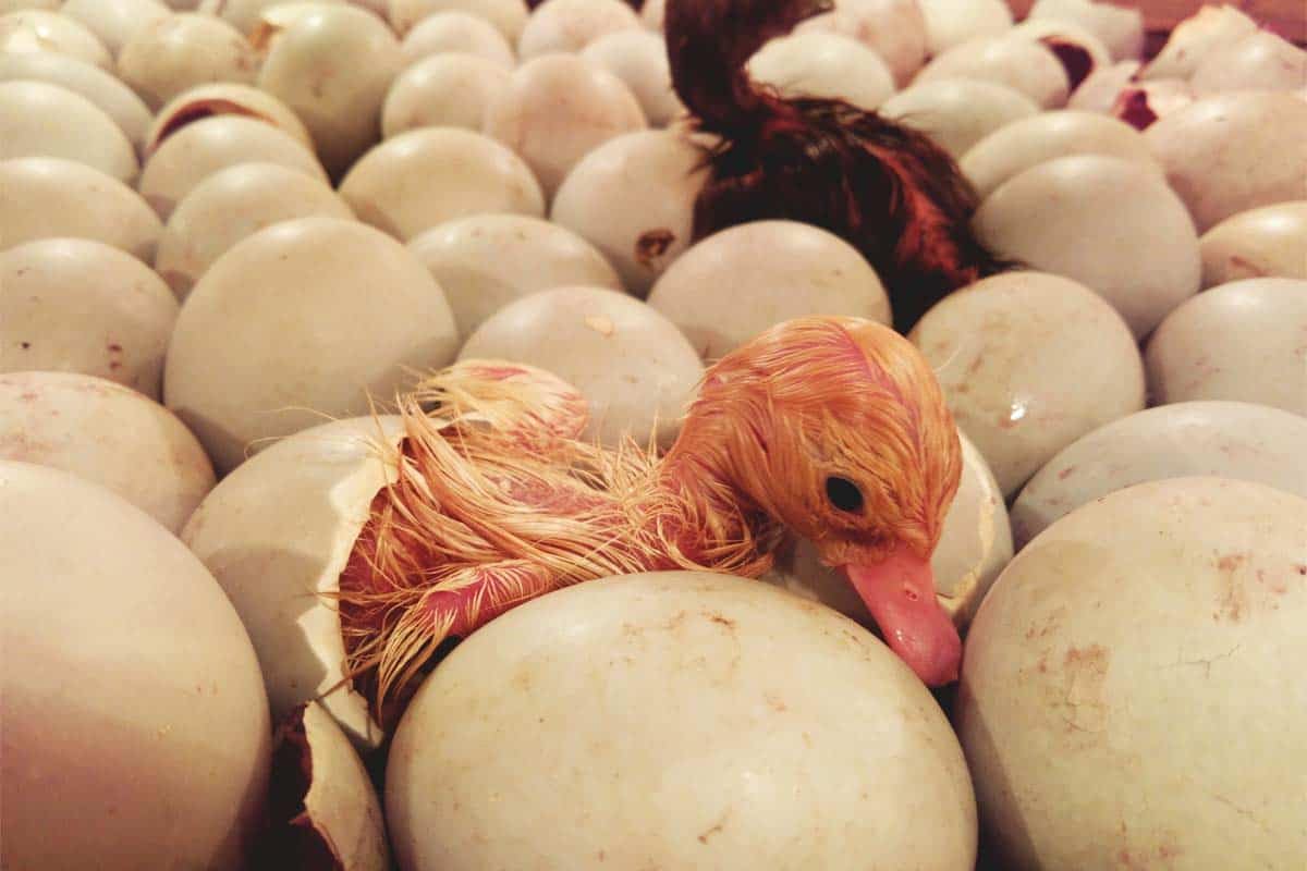 Fertile Duck Hatching Eggs - Barnyard Mix (5+)