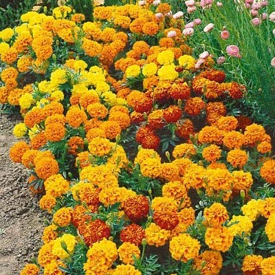Marigold Seeds for Planting - 1,200+ Seeds - Beautiful Multi Colored Flowers