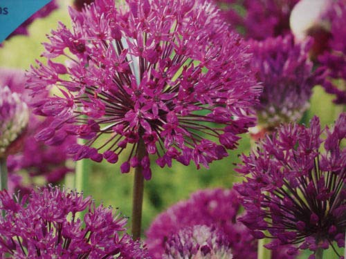 15 Allium Purple Sensation Bulbs Blooms Mid Spring 10/12 cm Bulbs Rare