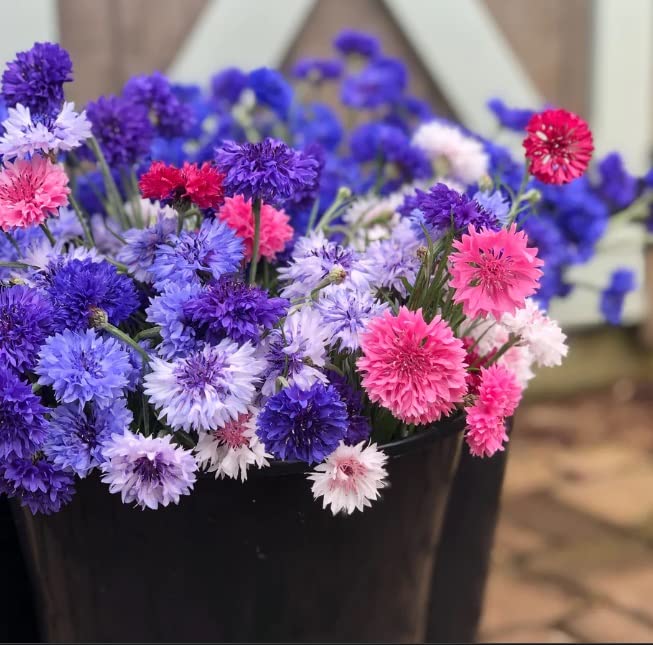 1,000 Polka Dot Bachelor Button Seeds for Planting - Heirloom Non-GMO USA Grown Cornflower Seeds for Planting - Ships from Iowa, USA - Centaurea Cyanus