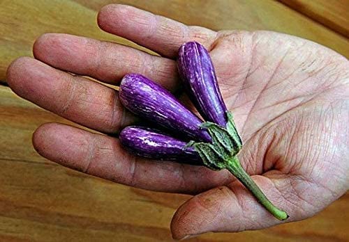 30 Mini Eggplant Seeds - Little Fingers Eggplant, Asian Heirloom, Non GMO, Great for Container, Patio, Bonsai