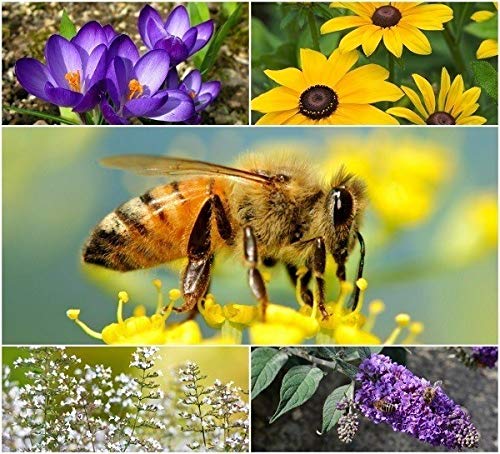 Bee Rescue Garden Seed Kit - Great for Honey Bees and Bumble Bees