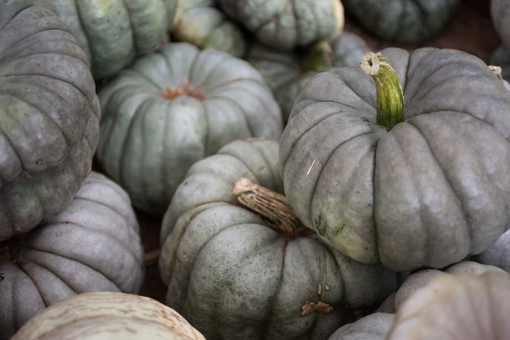 Queensland Blue Pumpkin Seeds | 10 Seeds Packet | Easy to Grow