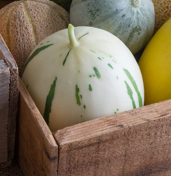 10 Snow Leopard Melon Seeds | Very Rare - Ships from Iowa, USA - Snowball Melon Seeds