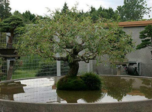 Bonsai Tree Dragon Willow - Thick Trunk Cutting - Indoor/Outdoor Live Bonsai Tree - Old Mature Look Fast