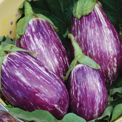 Exotic Listada de Gandia Eggplant Seed for Planting | 50+ Seeds | Ships from Iowa, USA | Non-GMO Exotic Heirloom Vegetables | Great Gardening Gift