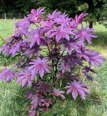 Castor Bean Seeds for Planting - Ricinus communis - 10 Seeds