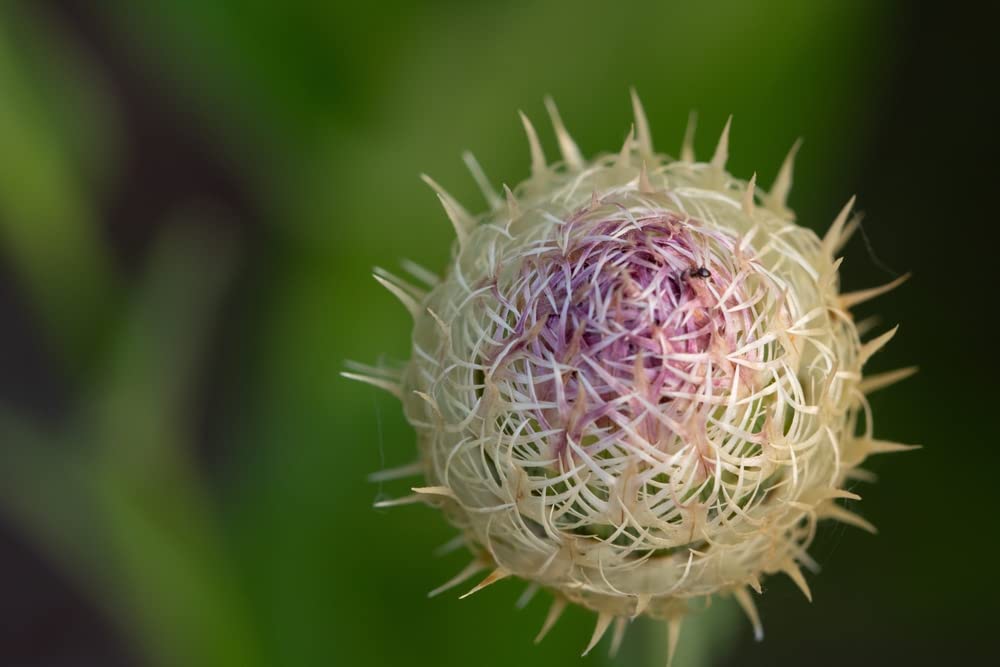 American Star Thistle Plant Seeds (100 Seeds) - Centaurea Americana, Basket-Flower