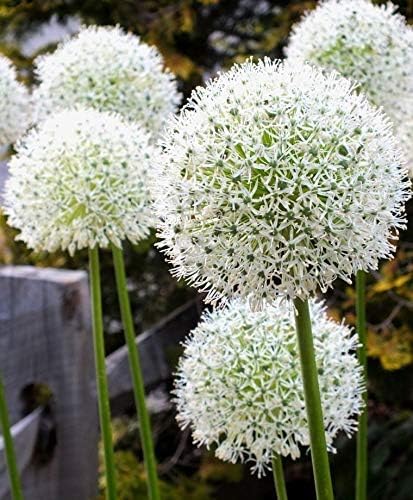 Mt Everst White Allium Bulbs (3 Bulbs) - Giant White Allium