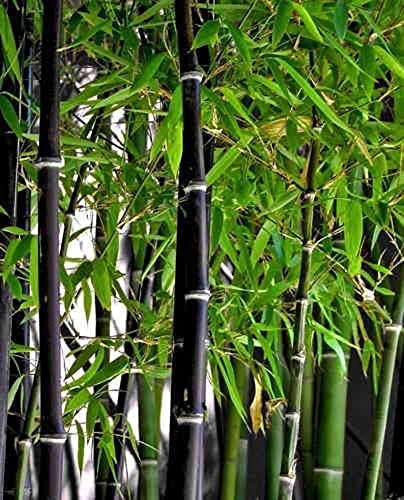 300+ Rare Black Bamboo Seeds for Planting | JUMBO Pack | Exotic and Fast Growing | Ships from Iowa, USA