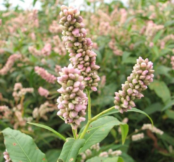 Pinkweed Seeds for Planting (50 Seeds), Smartweed - Persicaria pensylvanica - Attractive Annual Wildflower